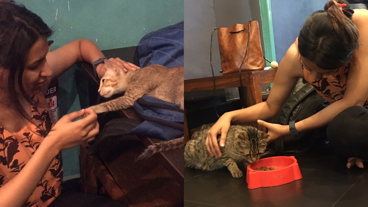 Cat Cafe Studio Mumbai Cats And Kittens YouTube
