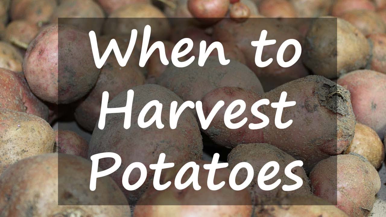 When To Harvest Potatoes YouTube when-to-harvest-potatoes-youtube