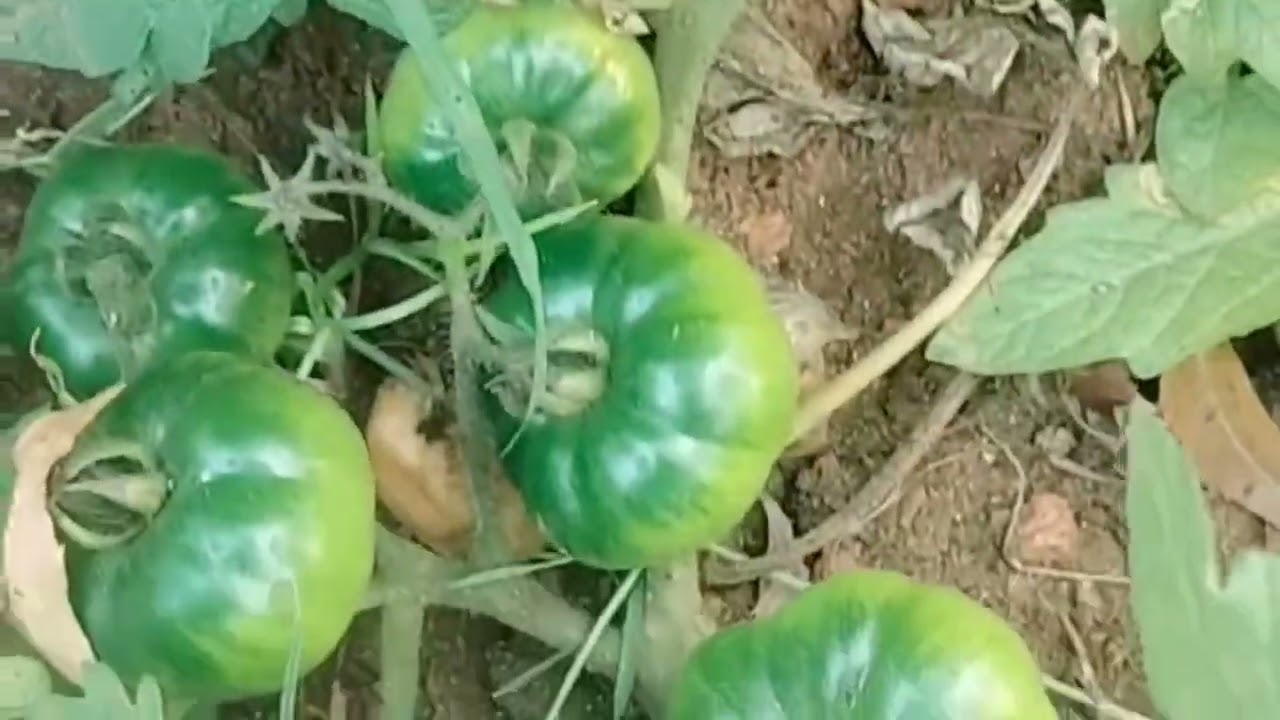 தக்காளித் தோட்டம் (Tomato Garden)