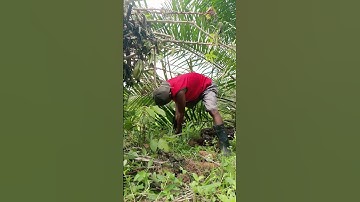 Harvesting cassava part 676 #shorts #farming #cassava #nature  #cassavaroots #cassavafarming