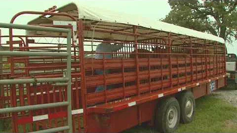 Cattle Handling Tips - Transportation