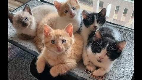 Linear Attenuation Coefficient / Attenuation