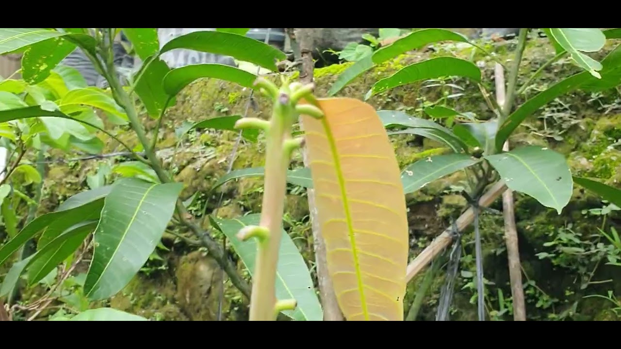 Cara Membuat Pohon Pendek Rimbun dan Ber Bunga.