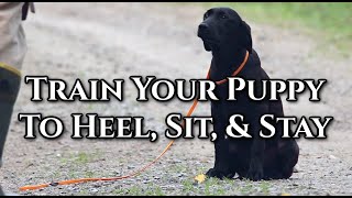 Training a Puppy to Heel, Sit, & Stay by DogBoneHunter 1,040 views 2 weeks ago 14 minutes, 53 seconds