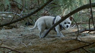 Chihuahua's In The Thicket -  Sony EX3 (edit)