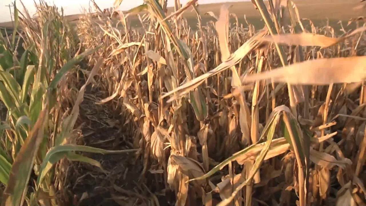 Nebraska Farmers Harvest Disappointing Crop in a Season Plagued by Drought