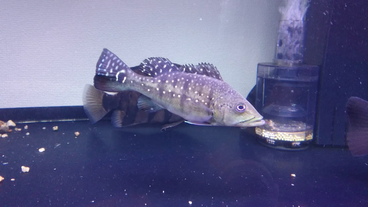 アロワナ水槽 新魚導入 キクラメラニアエ - YouTube