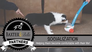 BAXTER & Bella - An Introduction to Socialization by BAXTER & Bella The Online Puppy School! 9,858 views 1 year ago 6 minutes, 51 seconds