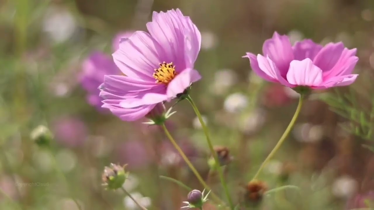 Bwana simama nasi by Jeremiah
