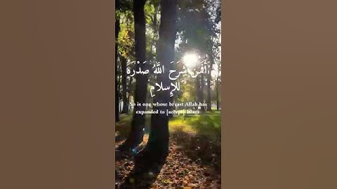 تلاوة مؤثرة تبكي القلوب | أفمن شرح الله صدره للإسلام – ماهر المعيقلي
