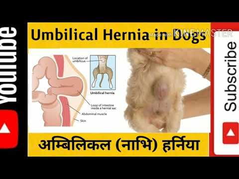 वीडियो: कुत्तों में हर्निया (डायाफ्रामिक)