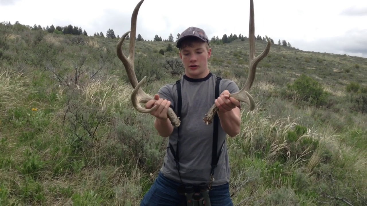 Idaho shed hunting 2018 YouTube