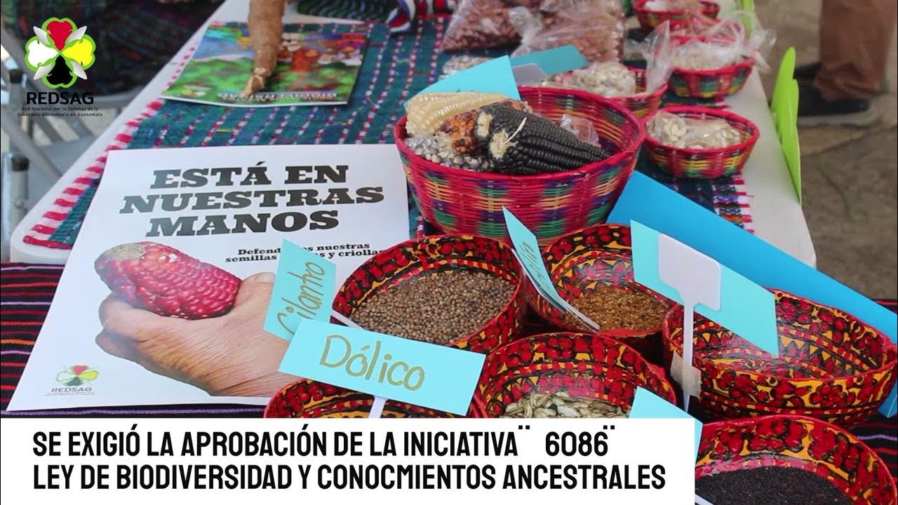 Feria de semillas nativas y criollas en Cobán, Alta Verapaz 2024 - YouTube