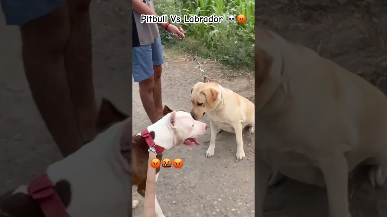 Pitbull vs Labrador 