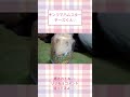 ビン詰めチーズくん可愛すぎ【懐きすぎハムスター】ハムスター可愛い癒し #shorts