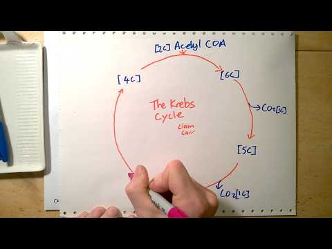 What is the point of the Krebs cycle?