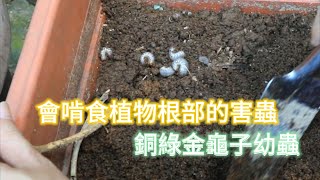 會啃食植物根部的害蟲銅綠金龜子幼蟲【2023\/08\/26】