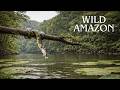 WILD AMAZON | Life and Death Depend on Apex Predators | Animal Documentary
