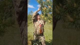 Первые грибы в лесу и ЧУДО НАСТОЙКА из шишки. #shorts