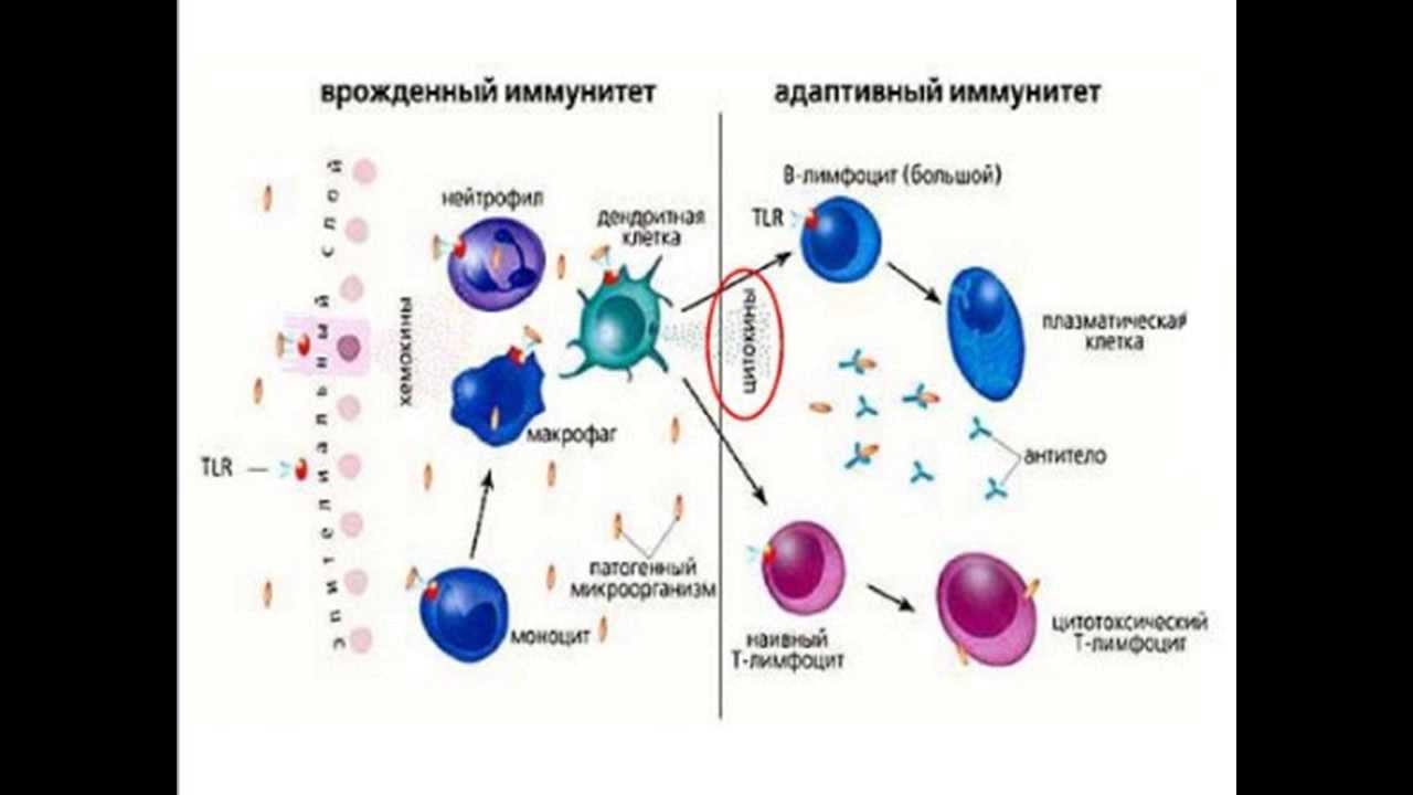 Трансфер Фактор при артрозах, артритах, для здоровья мышц и суставов.