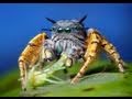 Macro Video of an Adult Male Phidippus mystaceus Jumping Spider - October 2010
