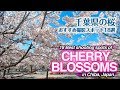 18 Best shooting spots of cherry blossoms in Chiba, Japan ｜千葉県の桜　おすすめ桜撮影スポット18選