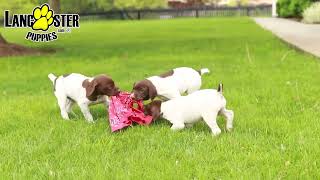 Playful German Shorthaired Pointer Puppies