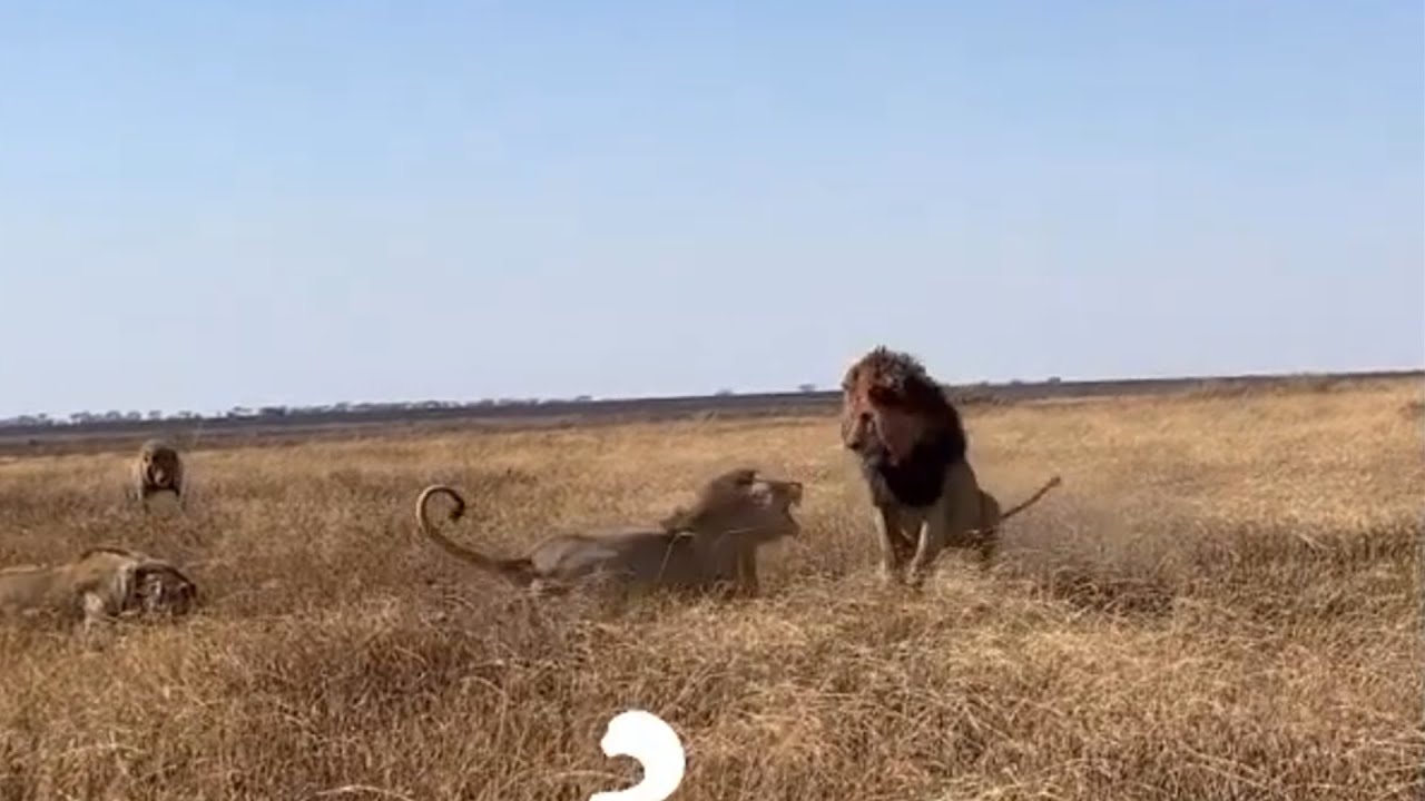 Bob junior Male Lion exile his 2 sons just few months before his death  Lion Warfare