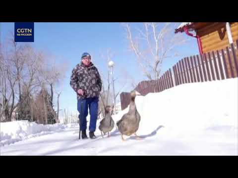 Житель Челябинска выгуливает гусей
