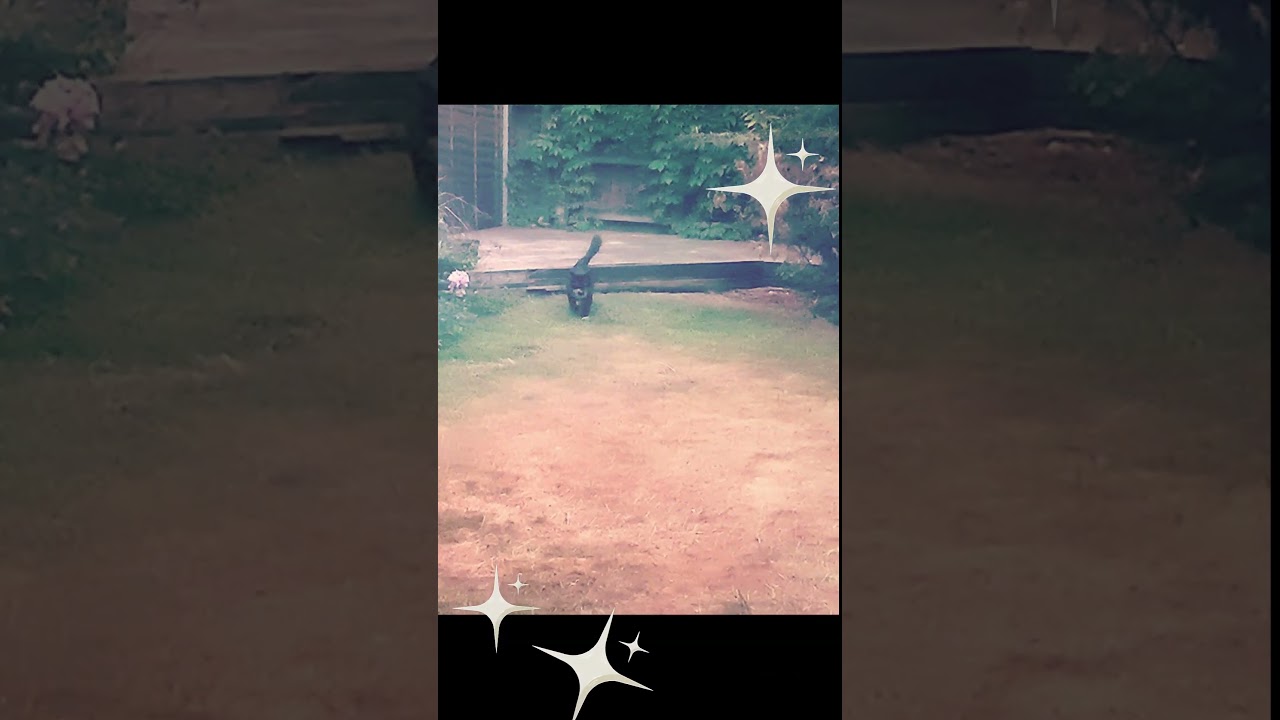 Sweetie-pie running toward mum in the garden - Mr. Darcy, Tuxedo cat 