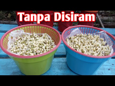 Cara Membuat Capar Kacang Hijau