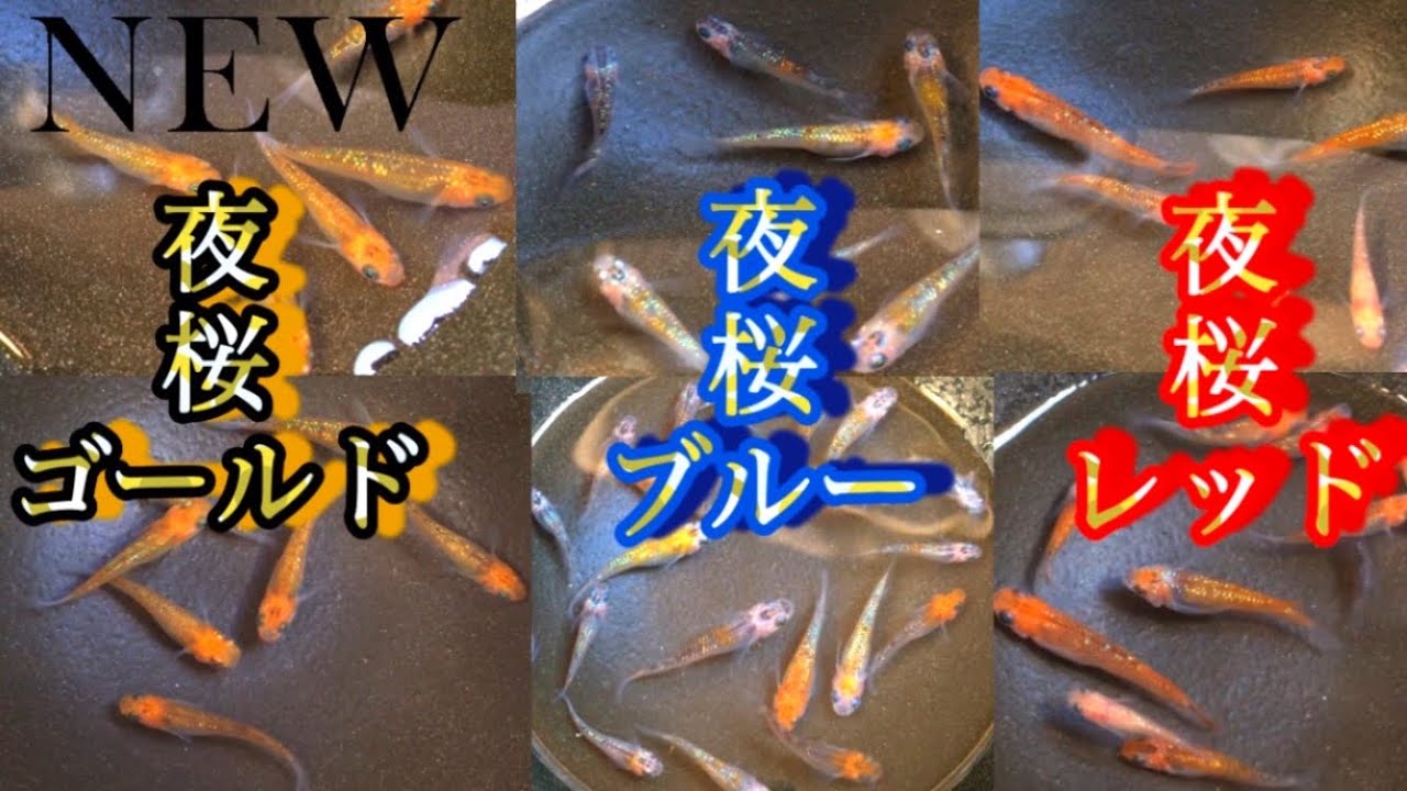【メダカ】今年も綺麗な子達が産まれた‼️夜桜色別に分けてみた‼️