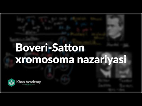 Boveri-Satton xromosoma nazariyasi | Klassik va molekulyar genetika | Biologiya