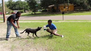 VANGUARDK9: HOW TO TEACH YOUR PUPPY TO BE A MAN STOPPER 1