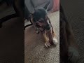 puppy first, roasted beef bone ..😊🐶😊🥰