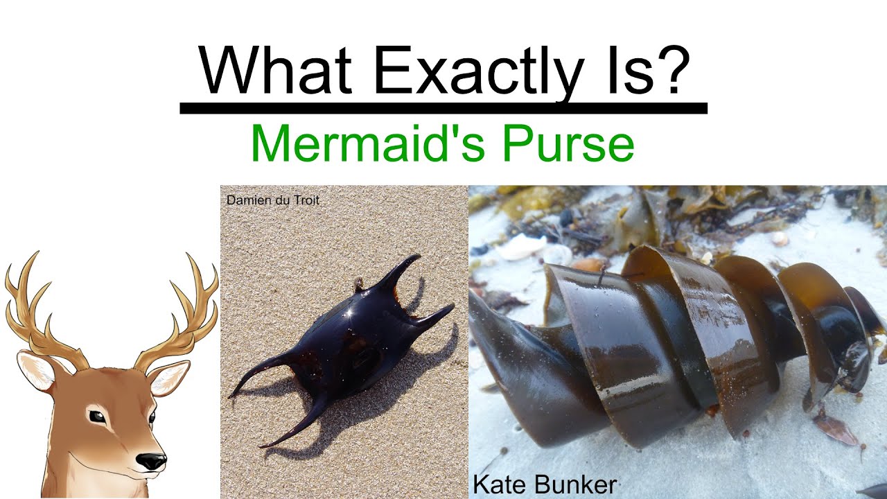 Classic Mermaid's-Purse (shark egg case) | Mermaid purse, Shark, Ocean  creatures