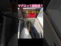 マグロは超敏感！小さいヒレ見て！　#shorts