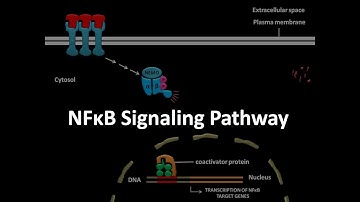 NFkB signaling pathway