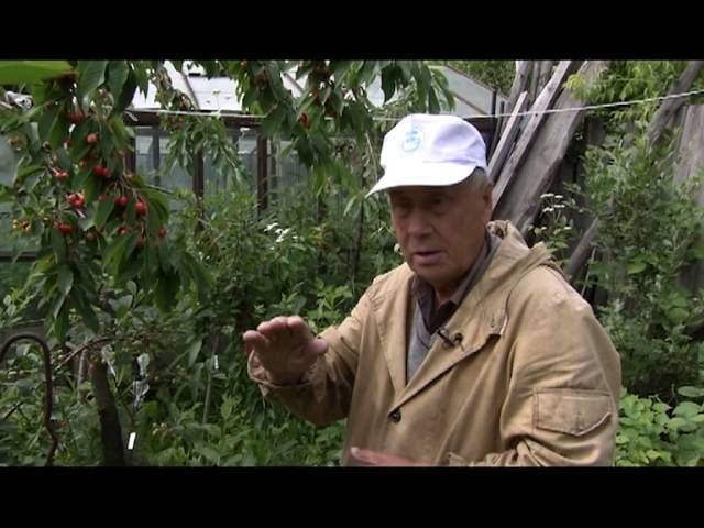 Черешня в садах Южного Урала.