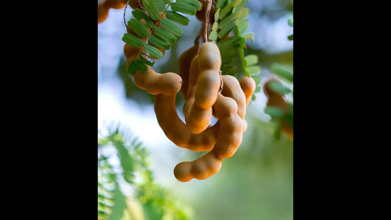 زراعة التمر الهندي tamarind/ عامر العويسي