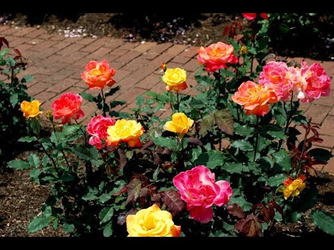 How to germinate Rose seeds quickly Part-1 #Roseseeds #Greenplants # ...