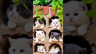 Most Beautiful Cats Of World Need 10 M Views