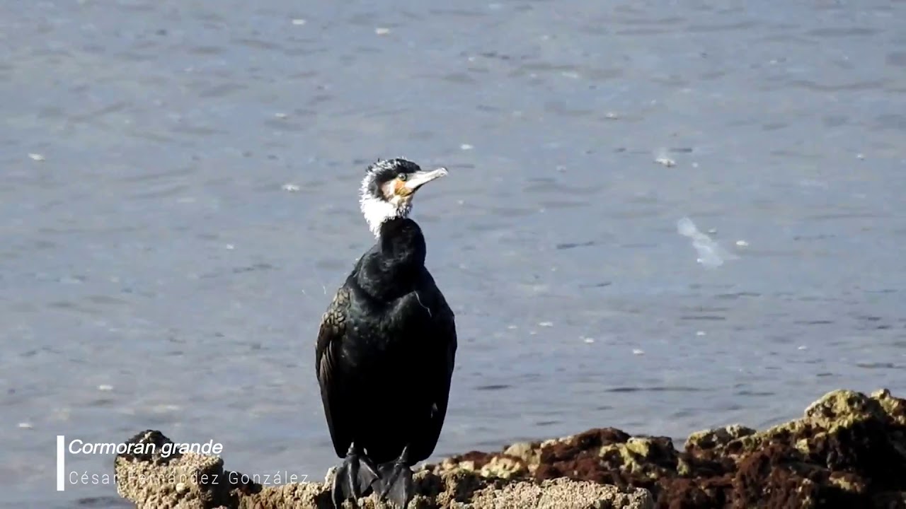 Cormorán grande (Phalacrocorax carbo)