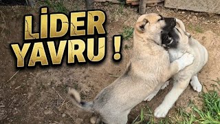 Bölüm 12 - MİRA'NIN YÜKSELİŞİ 