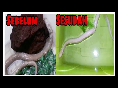 Video: Penyakit Jamur Pada Reptil & Ular