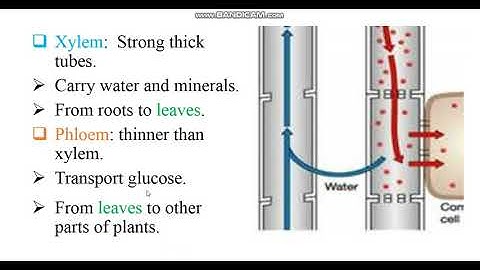 Science Class 4 Ch:3 The plant world (Transportation)