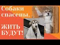 Собак спасли из клетки  Смотрите