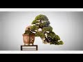 Deadwood Techniques - Uro Bonsai - YouTube