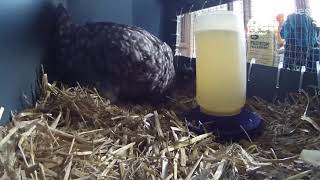 Mama Hen with baby Chicks just hatched