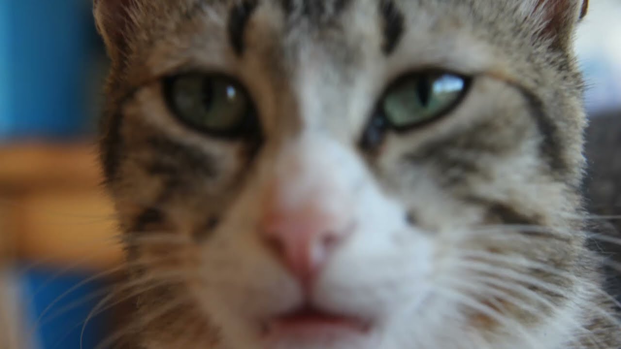 ⁣Ciccio, gatto tunisino, cerca impiego in un circo qualificato. Ottime referenze